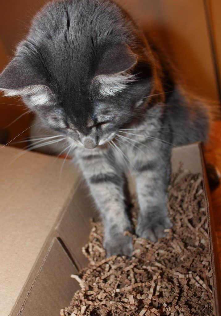 Packaging serves as bonus cat toy.