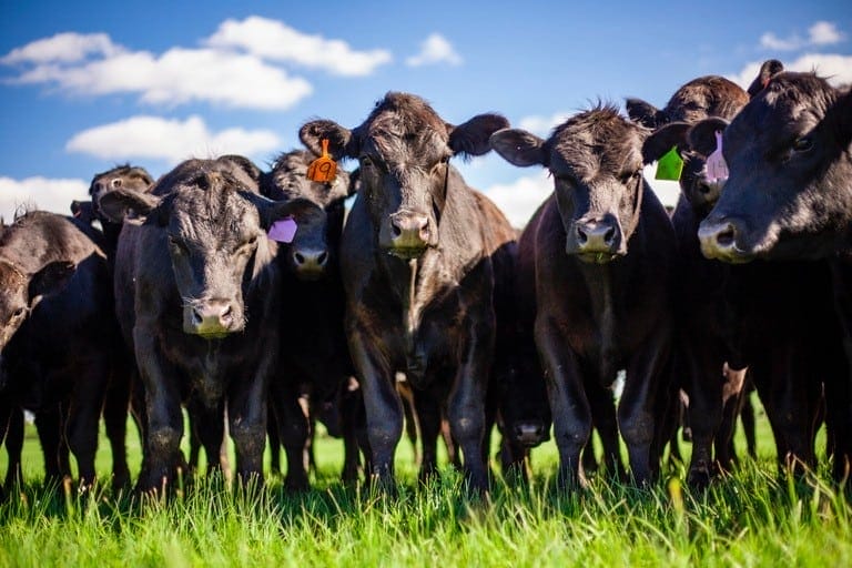 Tips on Bulk Buying Beef from KS Rancher