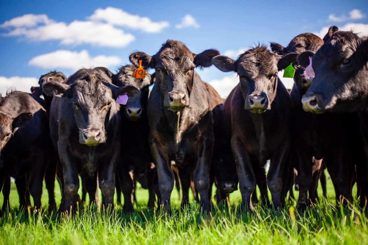 Tips on Bulk Buying Beef from KS Rancher