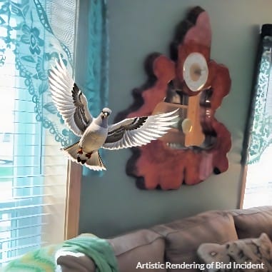 Pigeons and Accidental Wisdom Newsletters